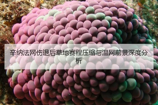 辛纳法网伤退后草地赛程压缩与温网前景深度分析